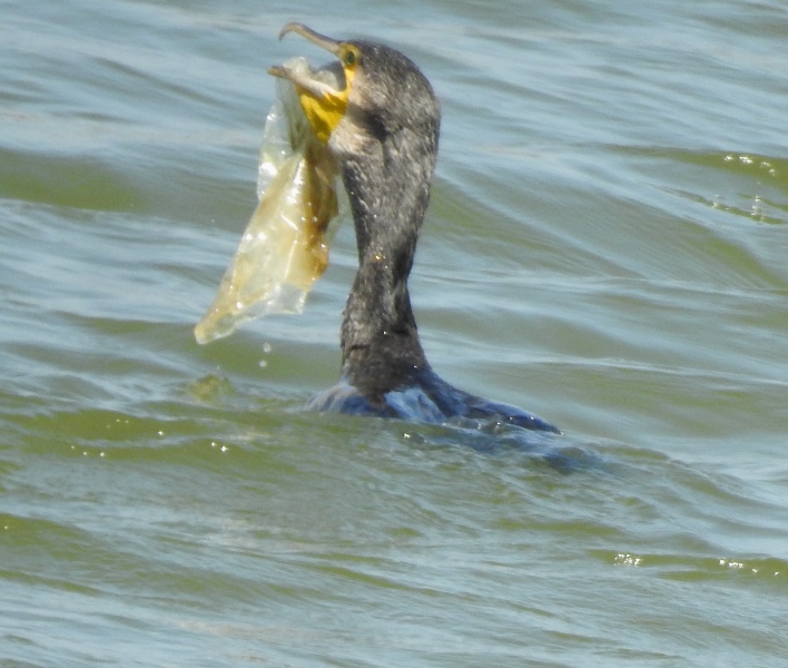 Indian Cormorant with polythin.