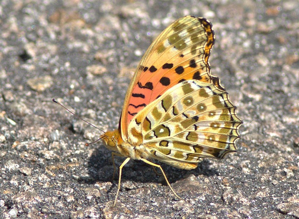 Indian Fritillary