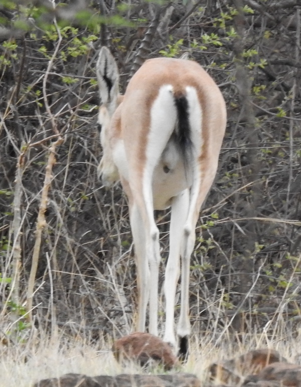 Indian Gazelle