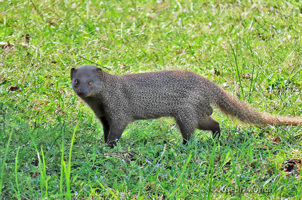 Indian Gray Mongoose (Urva edwardsii)