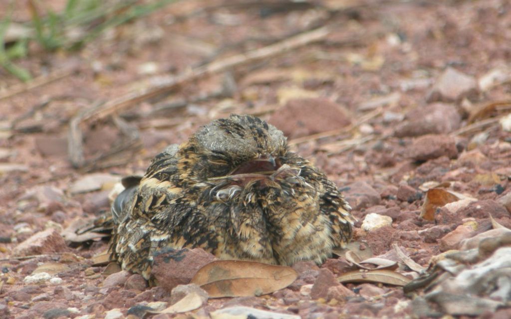 Indian Nightjar