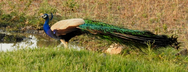 Indian Peafowl Male