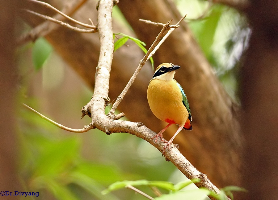 Indian Pitta