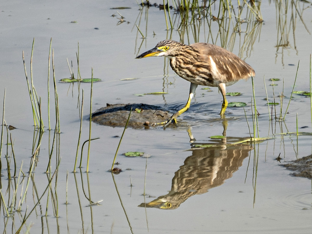 Indian Pond Heron