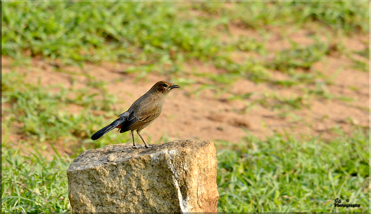 Indian Robin - Female