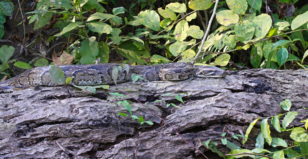 Indian Rock Python