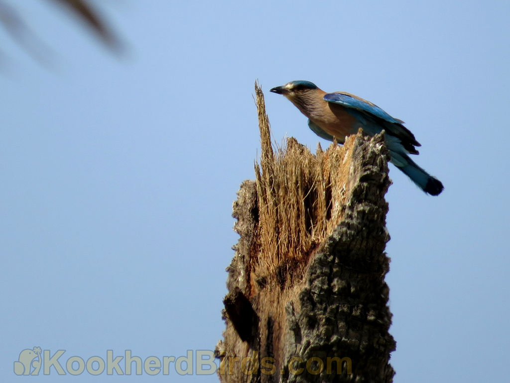 Indian Roller