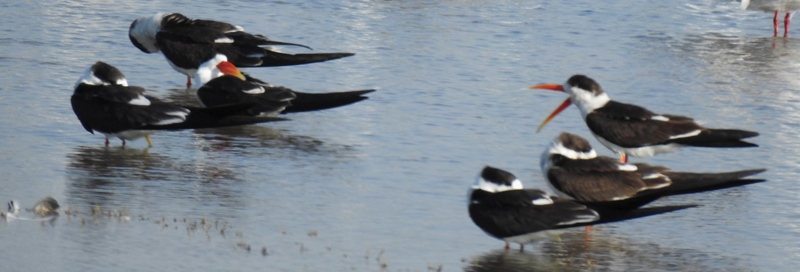 Indian Skimmers