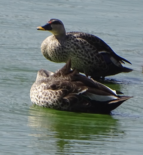 Indian Spot-billed Duck pair