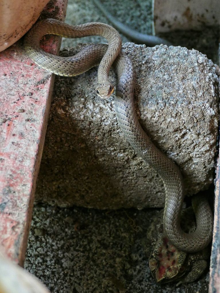 Indonesian rat snake