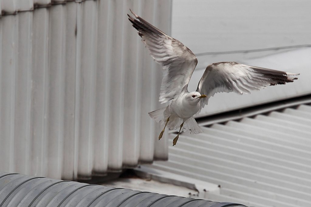 Industrial Gull