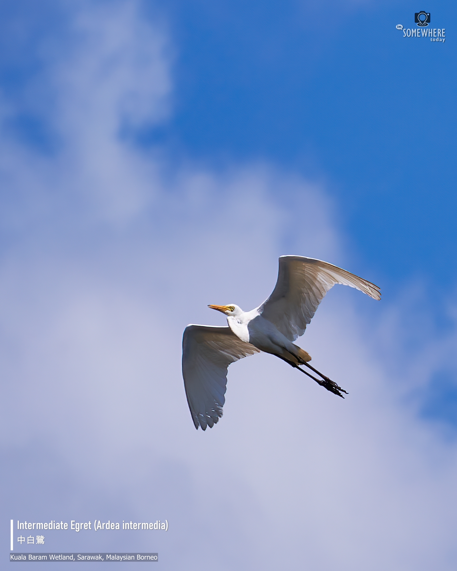 Intermediate Egret (Ardea intermedia) 中白鷺