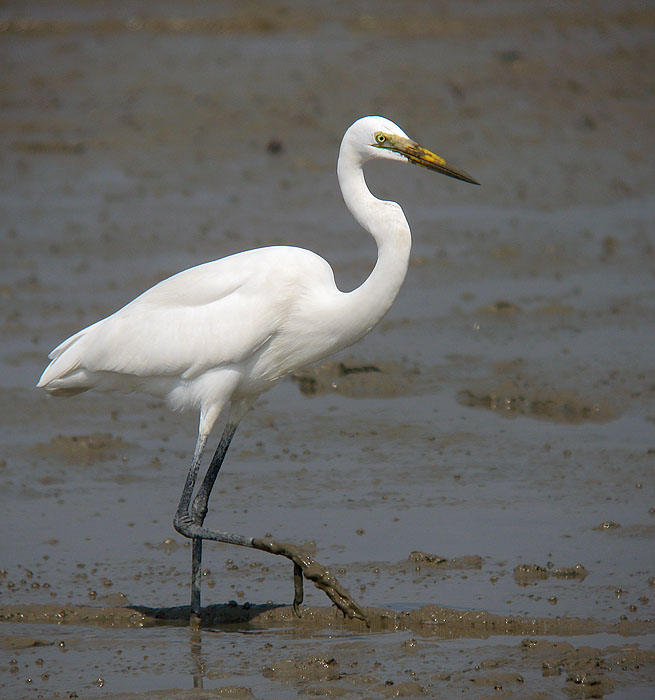 Intermediate Egret in mud