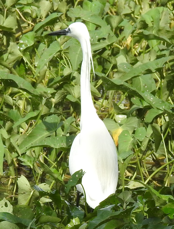 Intermediate Egret