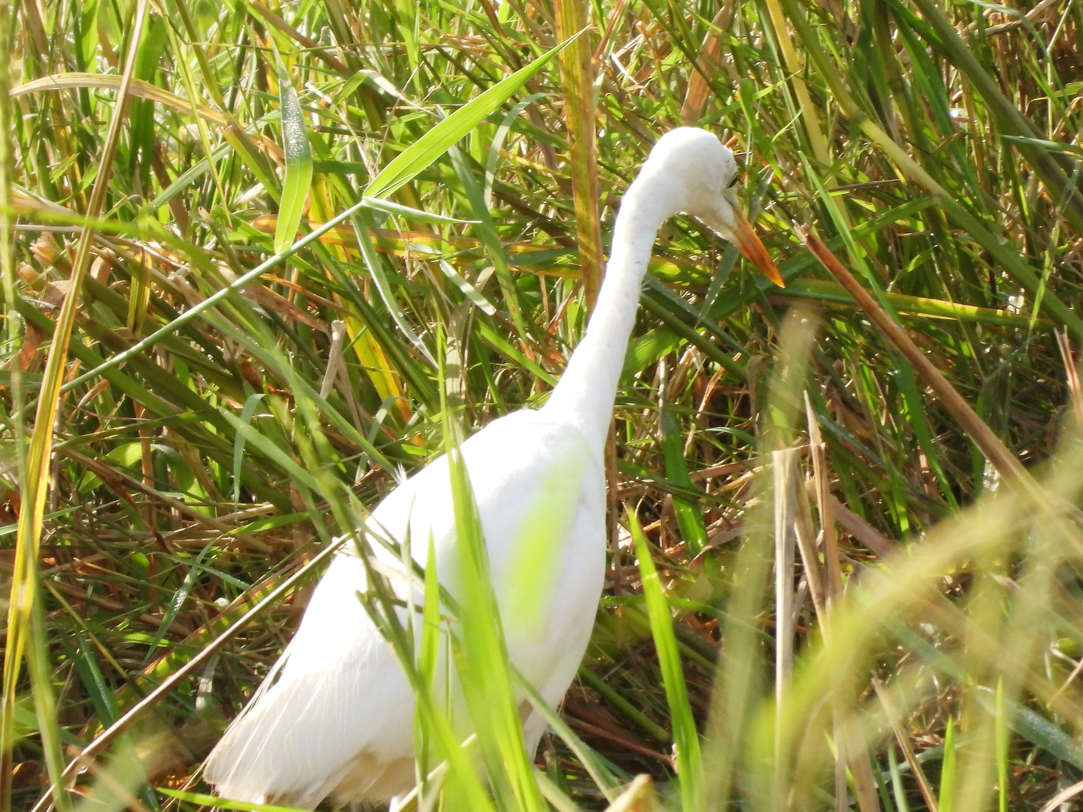 Intermediate  Egret