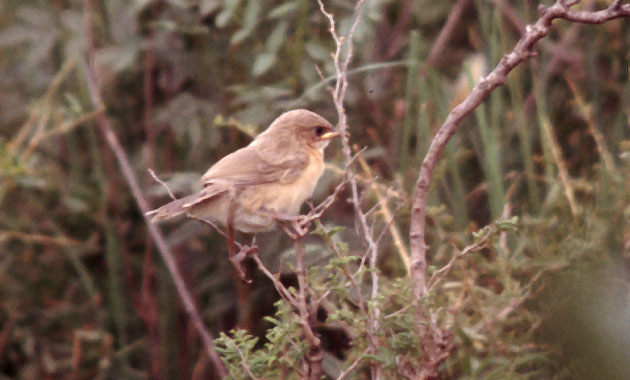 Iraq Babbler DB