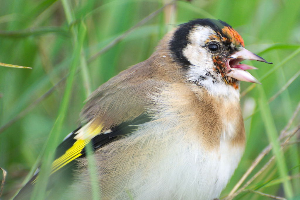 Irritated Goldfinch
