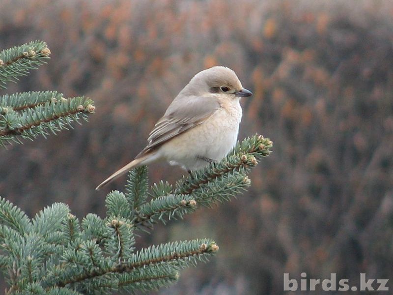 Isabelline Shrike