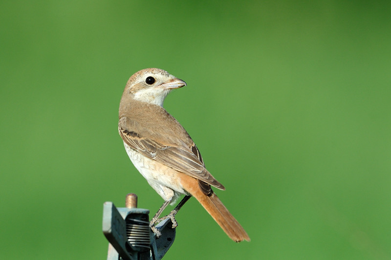 Isabelline shrike