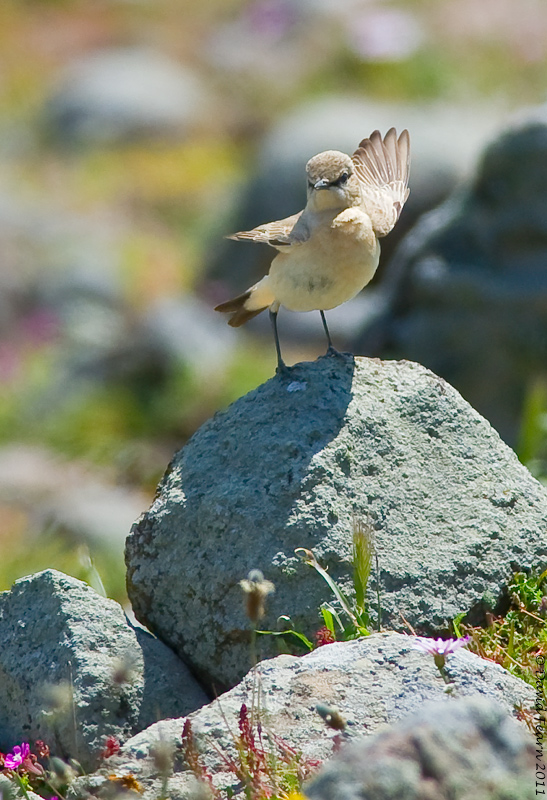 Isabelline Wheatear