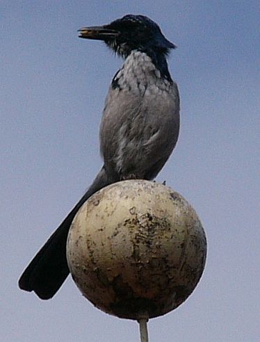 Island Scrub-Jay