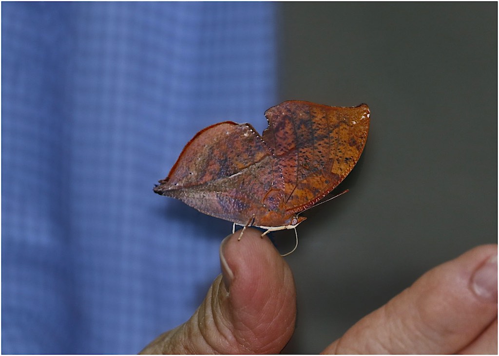 Isodora Leafwing