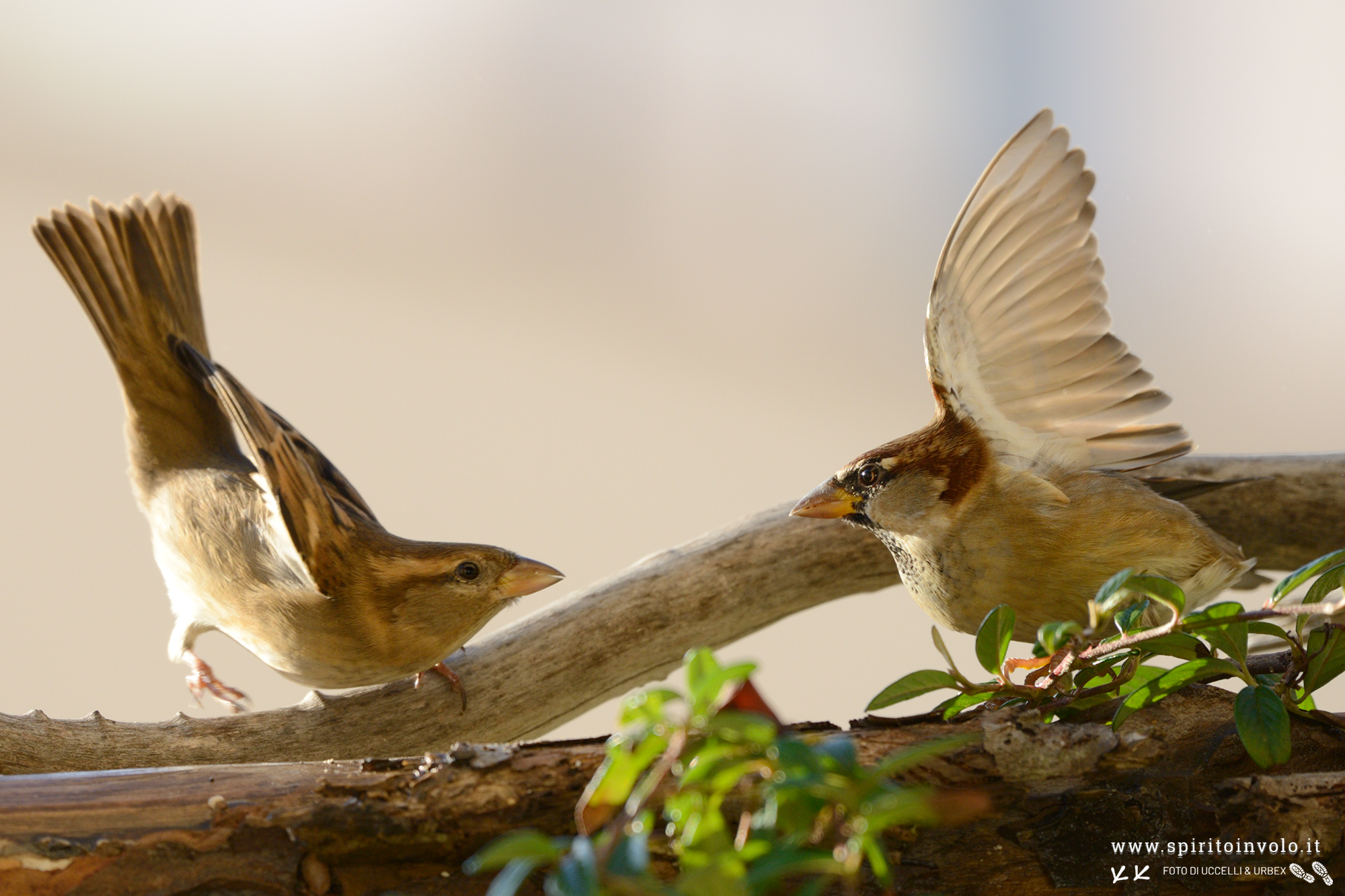 Italian Sparrow