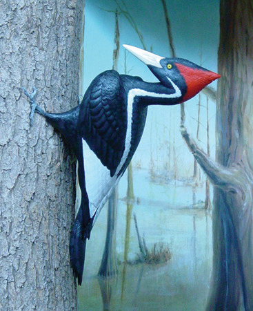 Ivory Billed Woodpecker wood carving