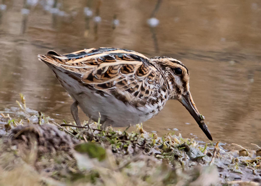 Jack Snipe