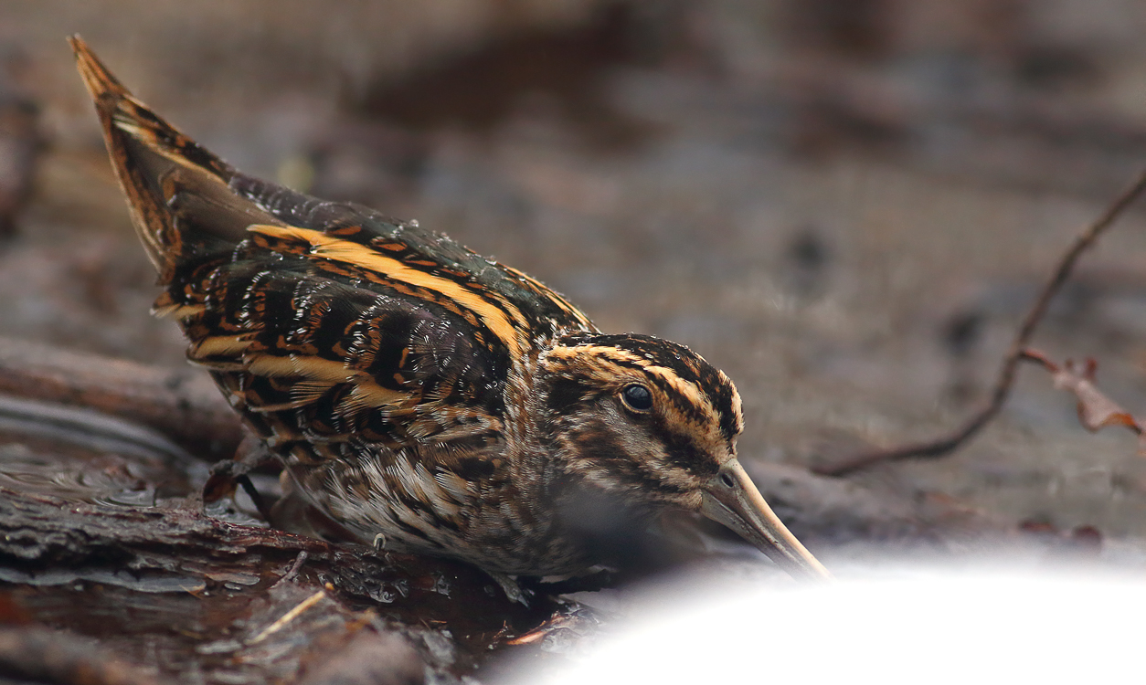 Jack snipe