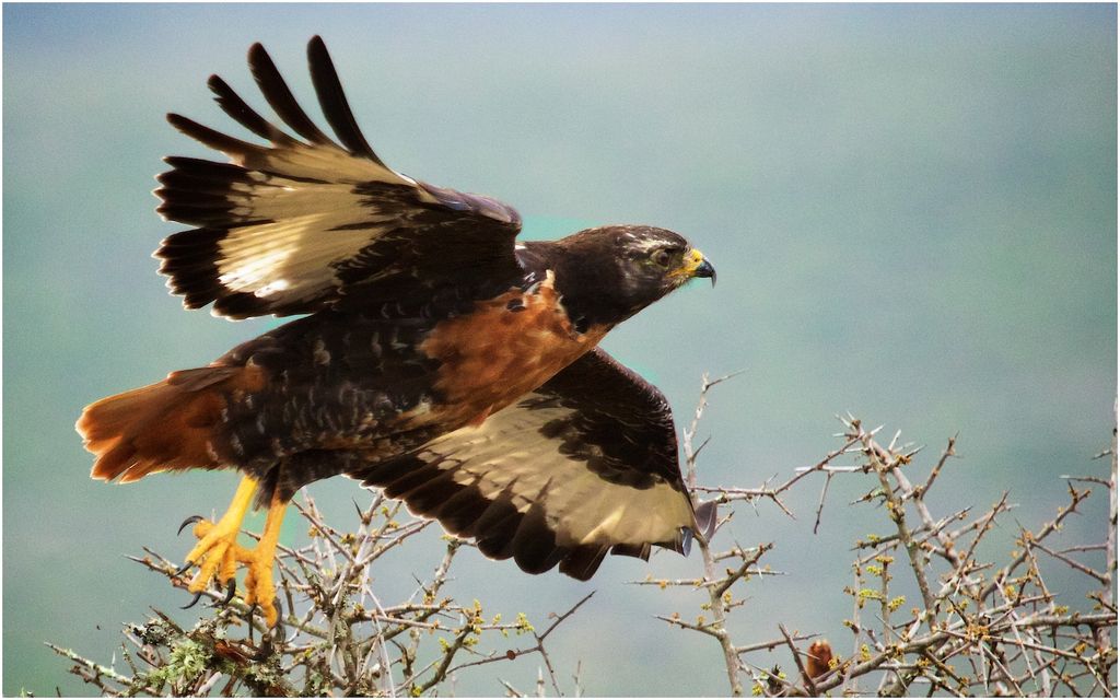 Jackal Buzzard