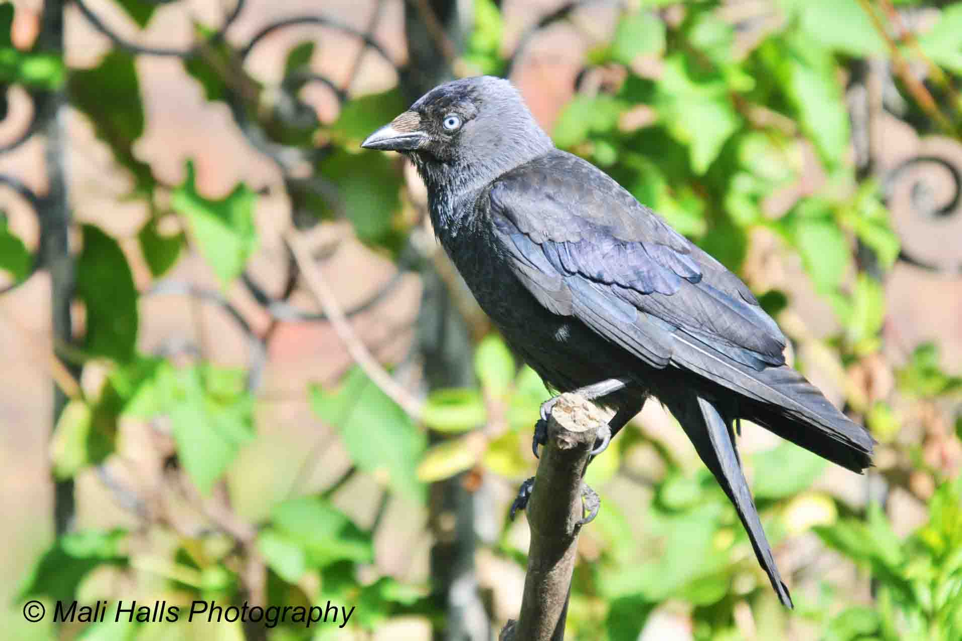 Jackdaw 1462.jpg