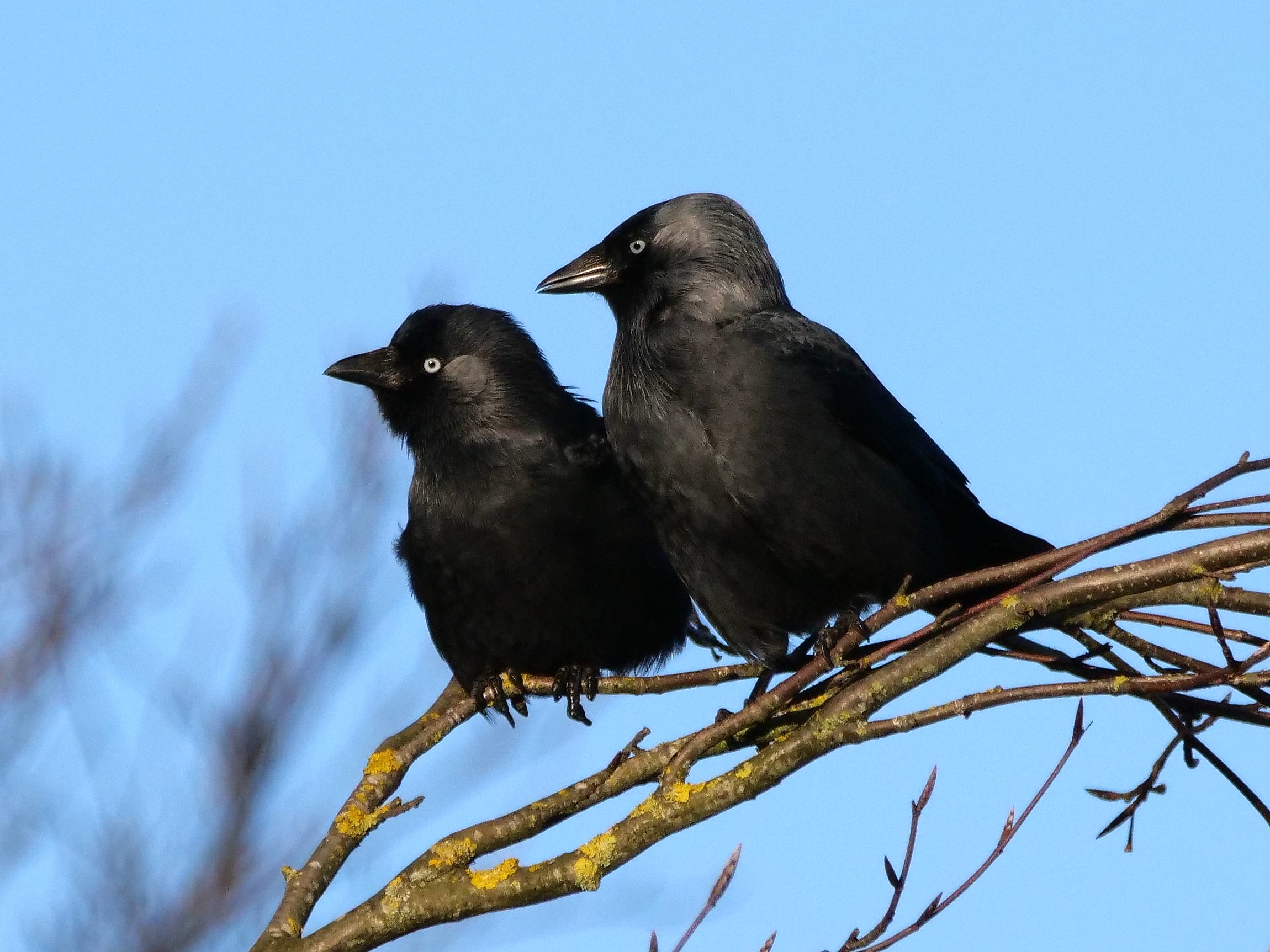 Jackdaw Couple1.JPG