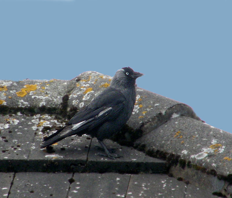 Jackdaw with a touch of leucism
