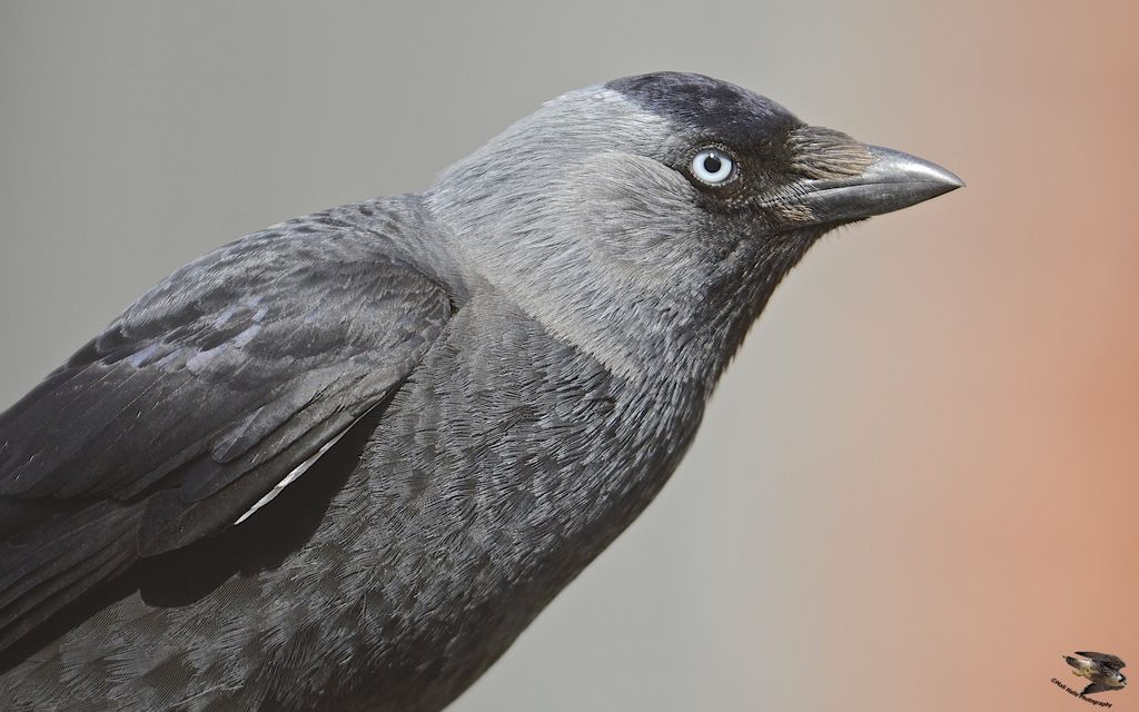 Jackdaw