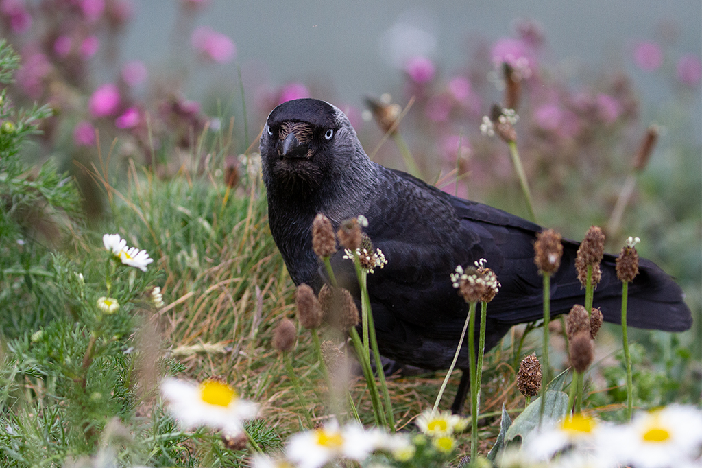 Jackdaw