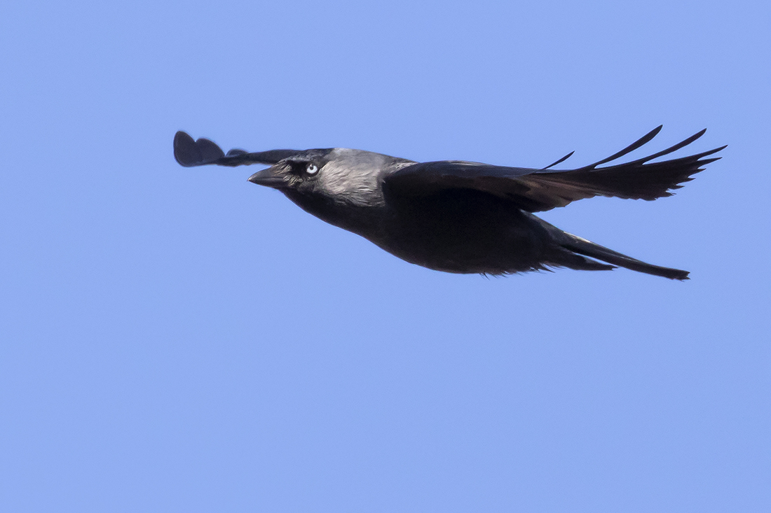 Jackdaw