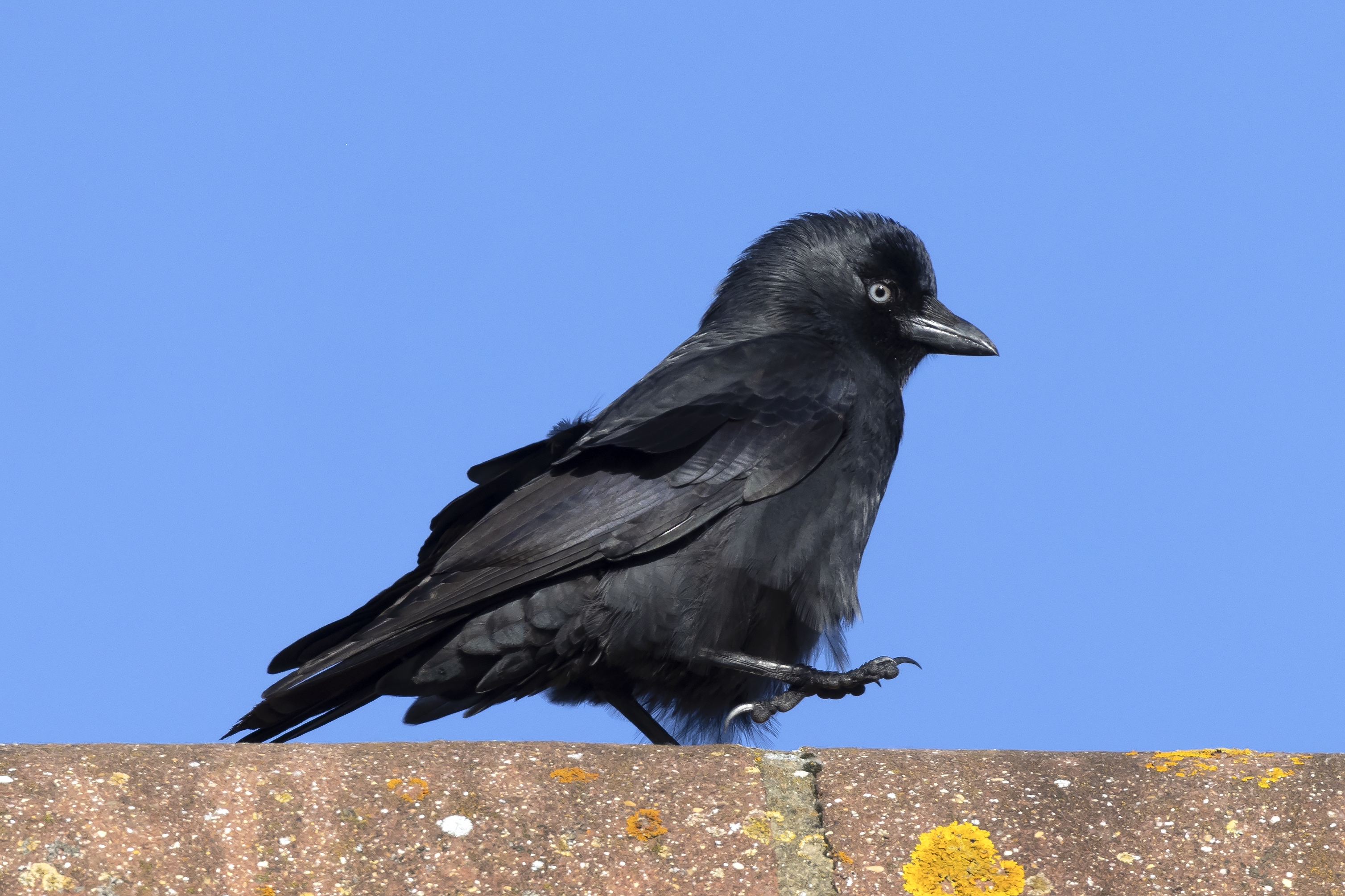 Jackdaw