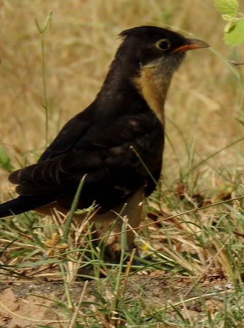 Jacobin Cuckoo juvenile