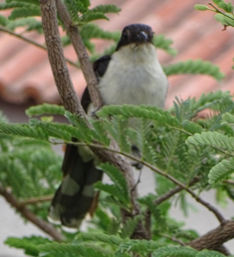 Jacobin Cuckoo