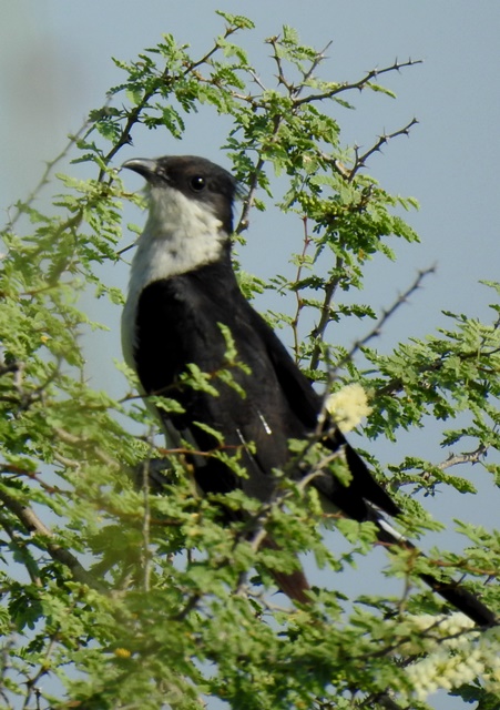 Jacobin Cuckoo