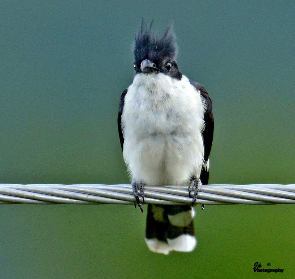 Jacobin cuckoo