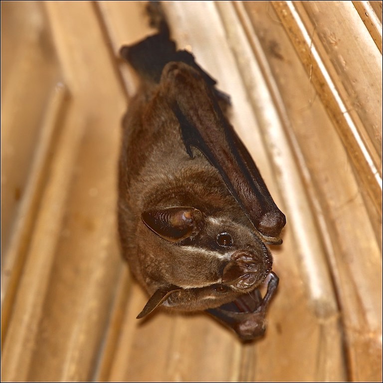 Jamaican Fruit-eating Bat