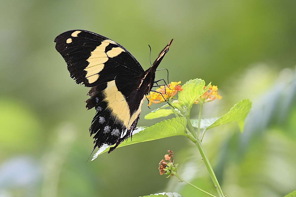 Jamaican Giant Swallowtail (wings open)