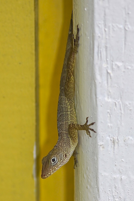 Jamaican Gray Anole