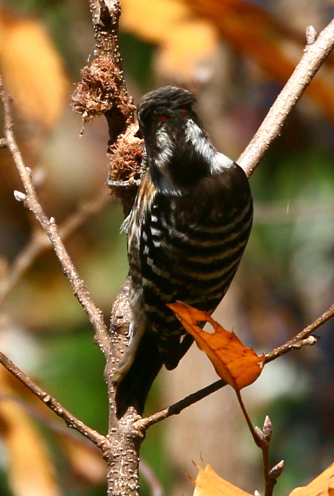 Japanese Pygmy Woodpecker