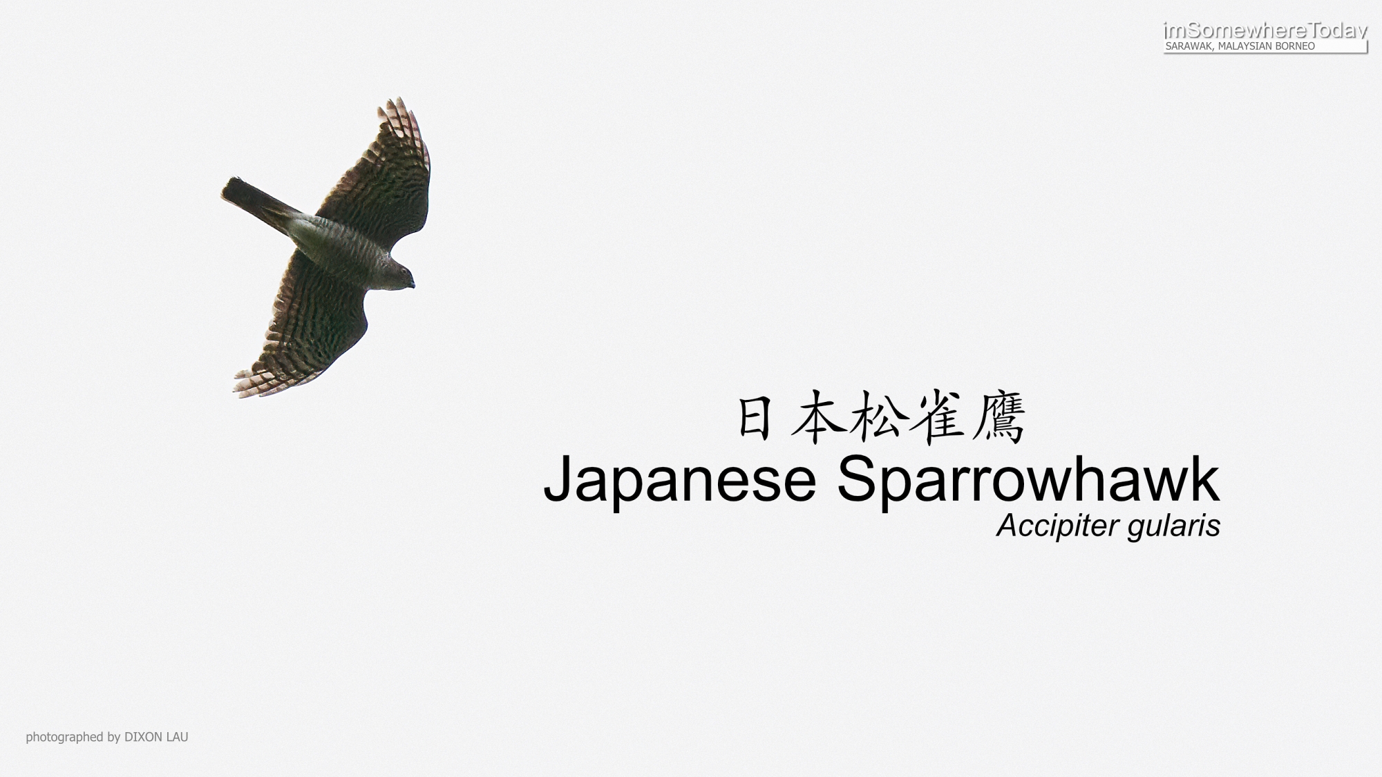 Japanese Sparrowhawk, Borneo