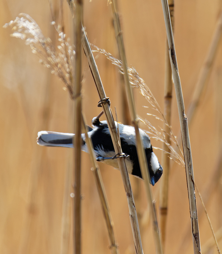 Japanese Tit in the reeds IX