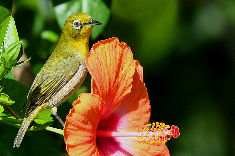 Japanese White-eye and Hibiscus