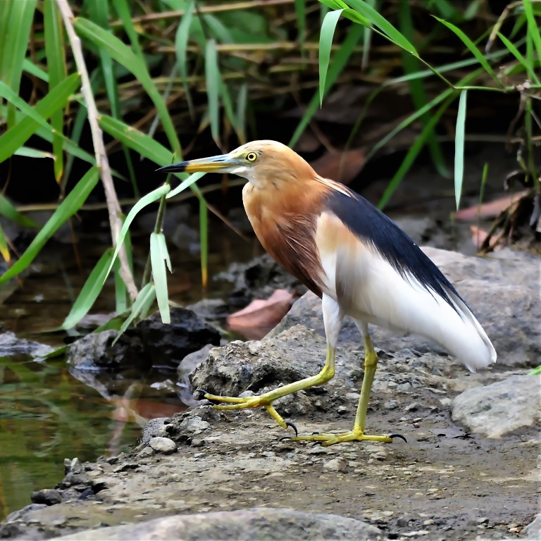 Javan pond heron